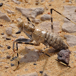 Insect